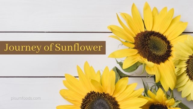 Journey of Sunflower to Oil [Healthy Oilseeds] | Pisum Foods