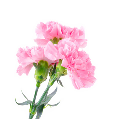 Carnation