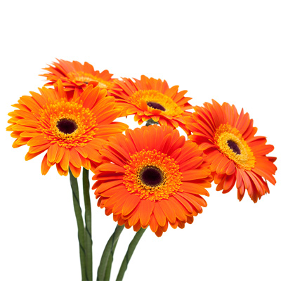 Gerbera