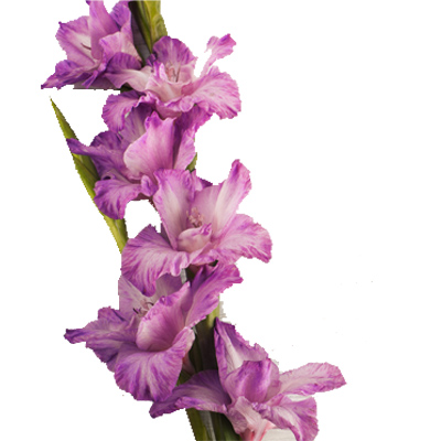 Gladiolus