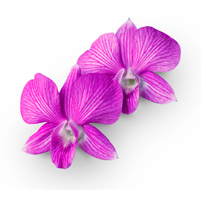 Orchid